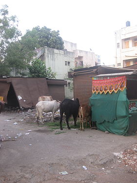 Back of some cows in an side road of Sangamner