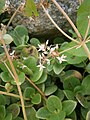 Crassula multicava