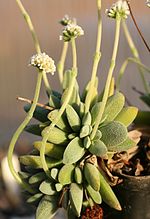 Vorschaubild für Crassula tecta