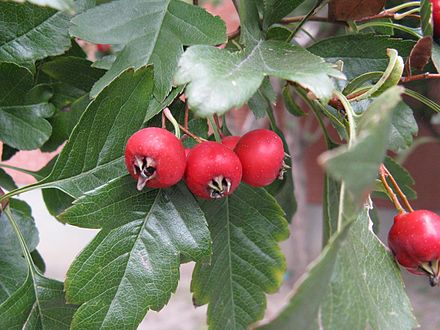 Каким боярышником. Боярышник Даурский Crataegus dahurica. Боярышник морденский. Боярышник морденский Crataegus × mordenensis. Боярышник Crataegus mordenensis Toba.