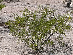 Kreosotbuske (Larrea tridentata) är vanlig i Chihuahuaöknen.