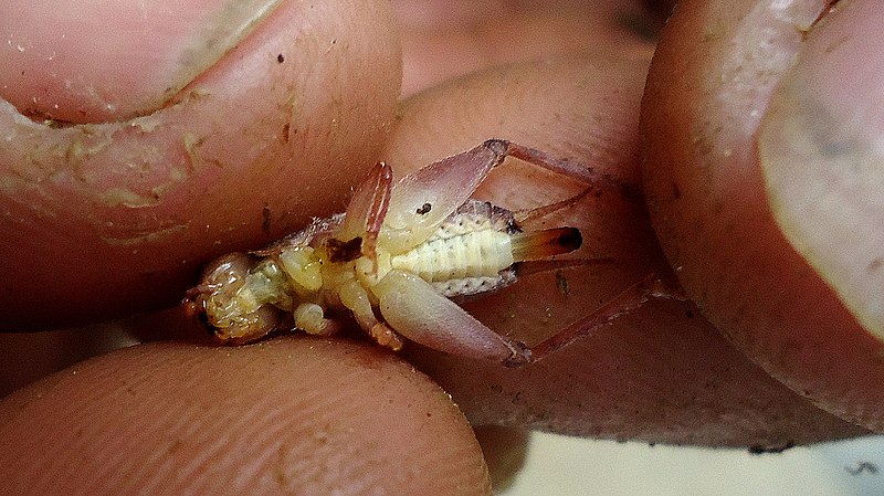 File:Cricket, Atlantic forest, northeastern Bahia, Brazil (6263638824).jpg