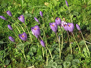 Dangerous plants. Безвременник и Крокус. Безвременник ядовитое растение. Крокус ядовитое растение. Крокус опасный.