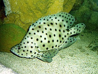 Humpback grouper species of fish