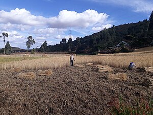 Crop harvesting in Khunale Crop harvesting in Khunale.jpg