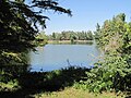 Un tranquilo lago Ponder visto a través de una arboleda de frondosos árboles y arbustos verdes