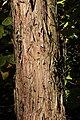 Young tree bark, PAN Botanical Garden in Warsaw, Poland