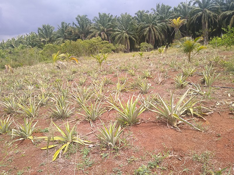 File:Cultivo de piña y cocoteras en Rancho Santa Teresa, Acayucan, Veracruz 03.jpg