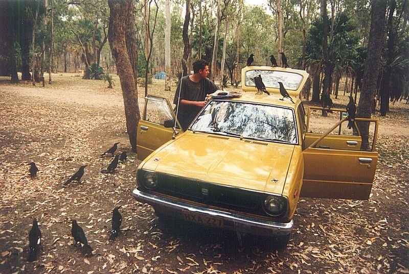 File:Currawongs carnarvon gorge 1994 email.jpg