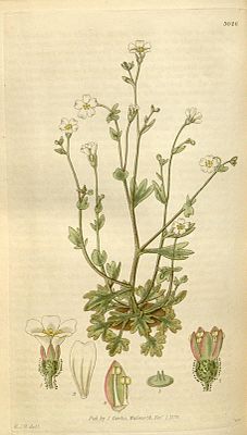 Rock saxifrage (Saxifraga petraea), illustration