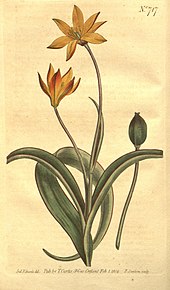 Tulipa sylvestris subsp. australis with seedpod by Sydenham Edwards (1804) Curtis's botanical magazine (No. 717) (8447528823).jpg