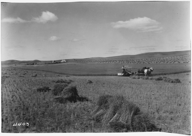 File:Cutting flax with horse drawn equipment - NARA - 283912.tif