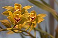 English: Cymbidium lowianum in Gothenburg Botanical Garden. Plant id: 1996-V0539 p G -- Hallander