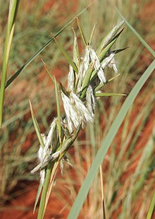 Cymbopogon obtectus flowers.jpg