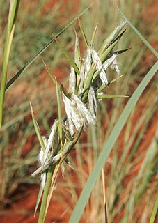 <i>Cymbopogon obtectus</i> Species of grass