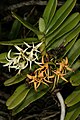 Cyrtorchis arcuata subsp. arcuata South Africa - KwaZulu-Natal Signaling (pollination)