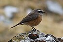 aves De Argentina