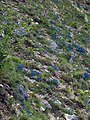 Blumen am Col de Tourniol: Gentiana clusii