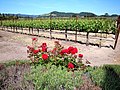 DSC31109, Clos du Val Winery, Napa Valley, California, USA (4694289066).jpg
