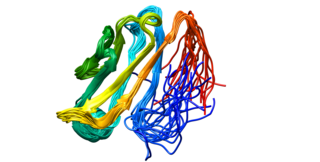 <span class="mw-page-title-main">Desmoglein-2</span> Protein found in humans