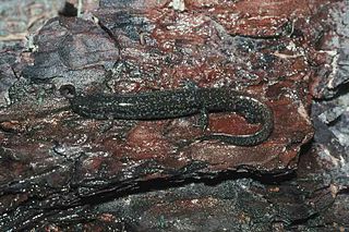 Holbrooks southern dusky salamander Species of amphibian