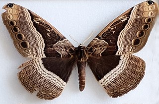 <i>Dactyloceras bramarbas</i> Species of moth