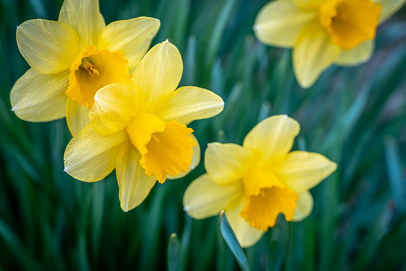 File:Daffodils (47503240351).jpg