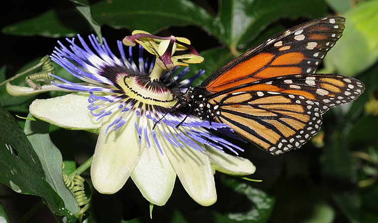 Бабочка данаида монарх (лат. Danaus plexippus) на цветке страстоцвета. Сад бабочек, Юнавир, департамент Верхний Рейн, Франция