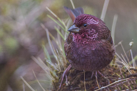 Dark-rumped Rosefinch East Sikkim India 12.05.2014.jpg