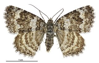 <i>Dasyuris octans</i> Species of moth