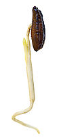 Date Seed sprouting-002.jpg