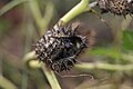 Datura stramonium