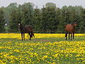 Weide met paarden