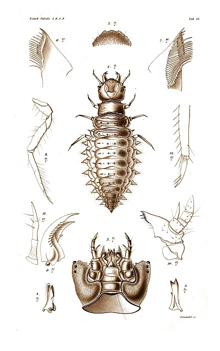 Larva of Spercheus emarginatus