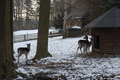 Wildgehege im Stadtpark