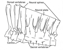 Vertebroj