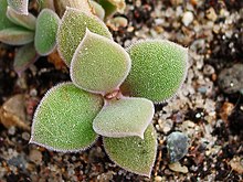 The leaves of Delosperma jansei (tradescantioides?) Delosperma tradescantioides leafs IMGP0042.jpg