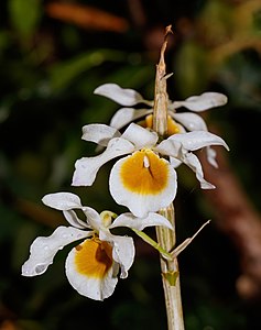 Dendrobium crystallinum Flowers