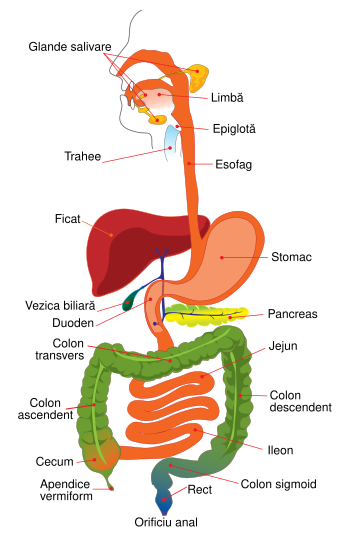 File:Digestive system diagram simplified ro.svg