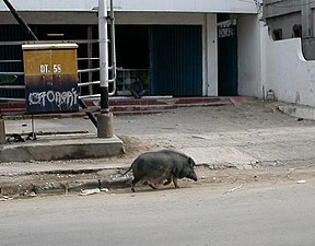 Свинья на улицах Дили