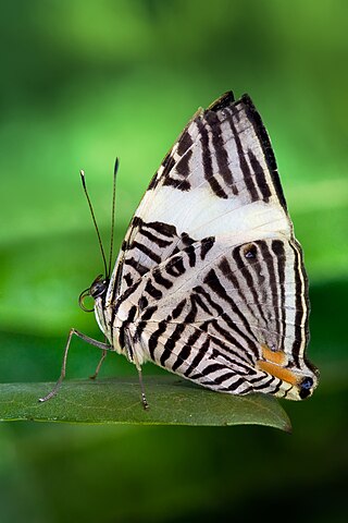 <i>Colobura</i> Genus of butterflies