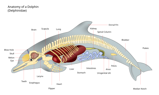 Dolphin Anatomy