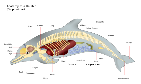 The anatomy of a dolphin, showing its skeleton, major organs, tail, and body shape
