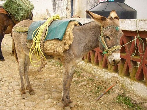 Donkey in the Santa Rosa Mountains in Guanajuato, Mexico