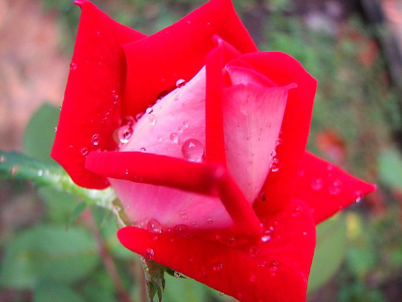 File:Double Delight Rosebud With Raindrops (226704739).jpg