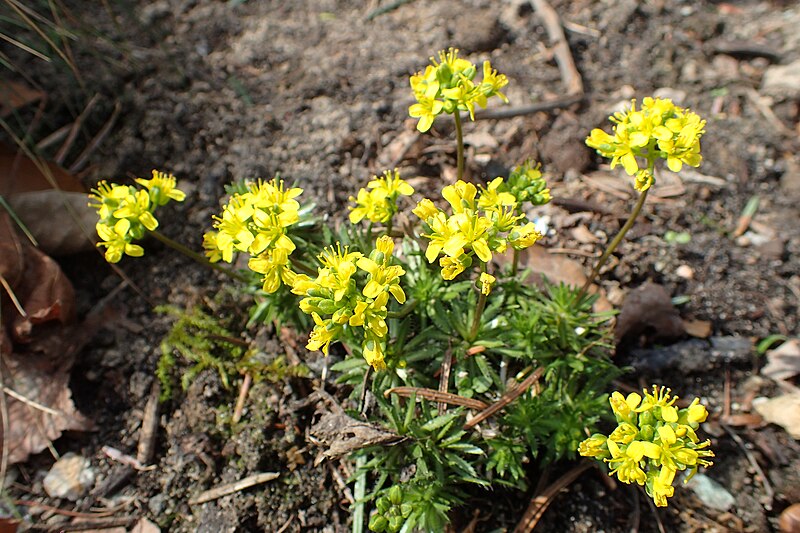 File:Draba lasiocarpa kz01.jpg