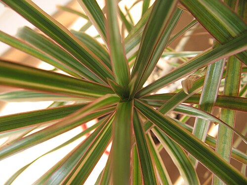 Dracaena marginata 'Tricolor' 01.jpg