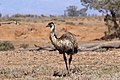 Emu im Ikara-Flinderskette-Nationalpark