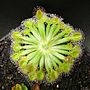 Miniatura para Drosera darwinensis