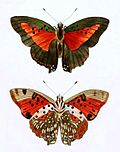 Shining red charaxes